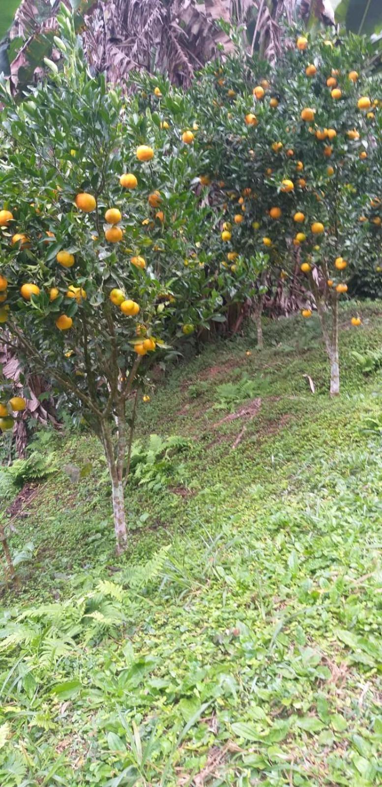 Fazenda Piloes Villa Petrópolis Kültér fotó
