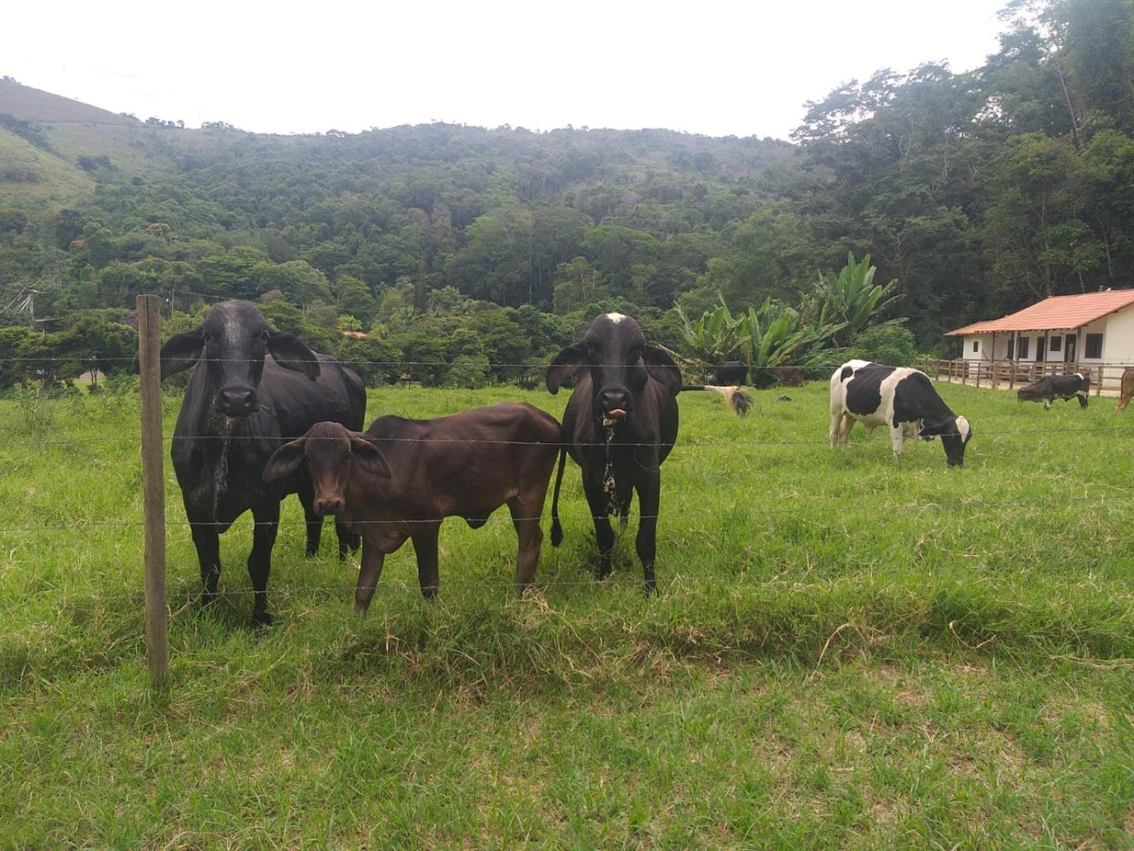 Fazenda Piloes Villa Petrópolis Kültér fotó